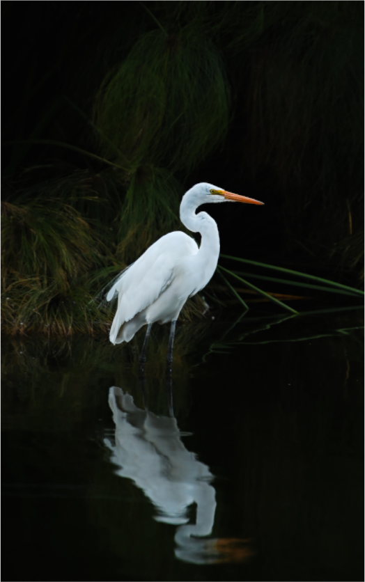 Main image At Rest