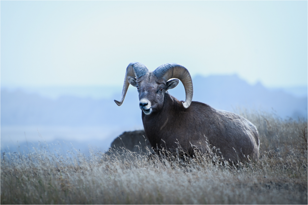 Main image Bighorn Vista