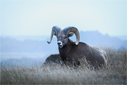 Main image Bighorn Vista