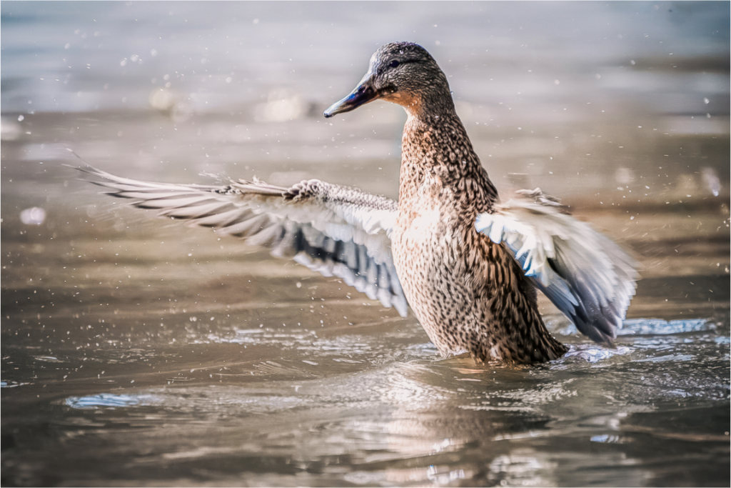 Main image Soft Landing