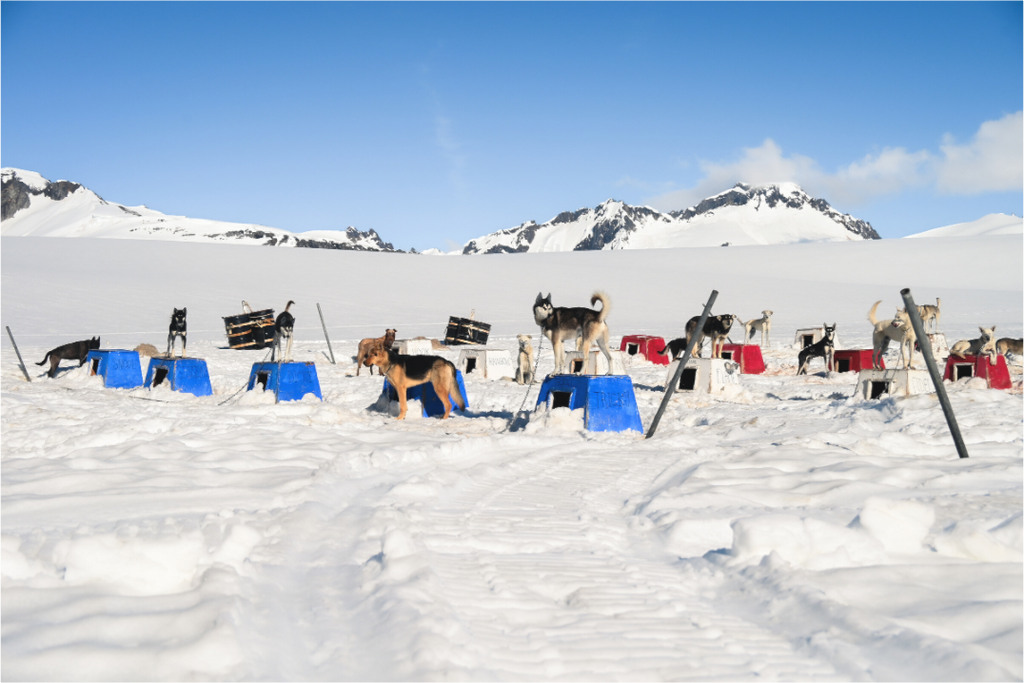 Main image Welcome to Dog Camp
