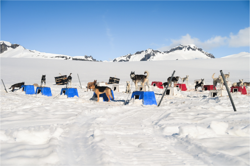 Main image Welcome to Dog Camp